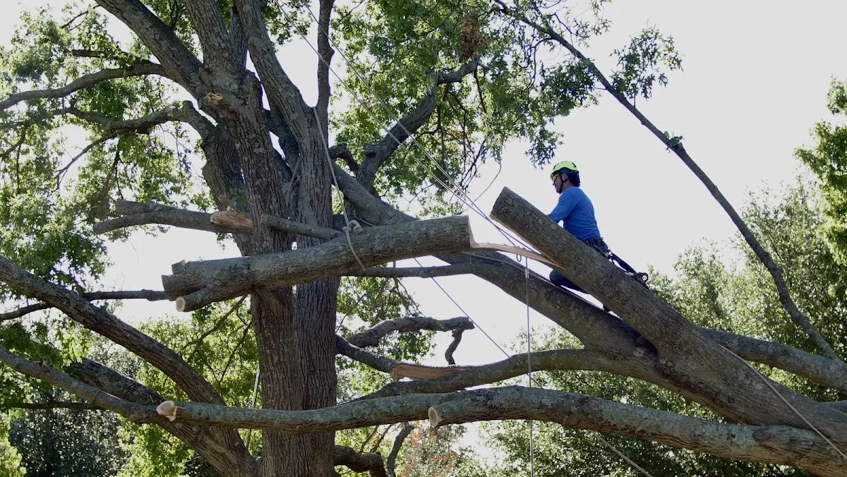 Professional Crown Thinning performed by certified arborists in Fallon