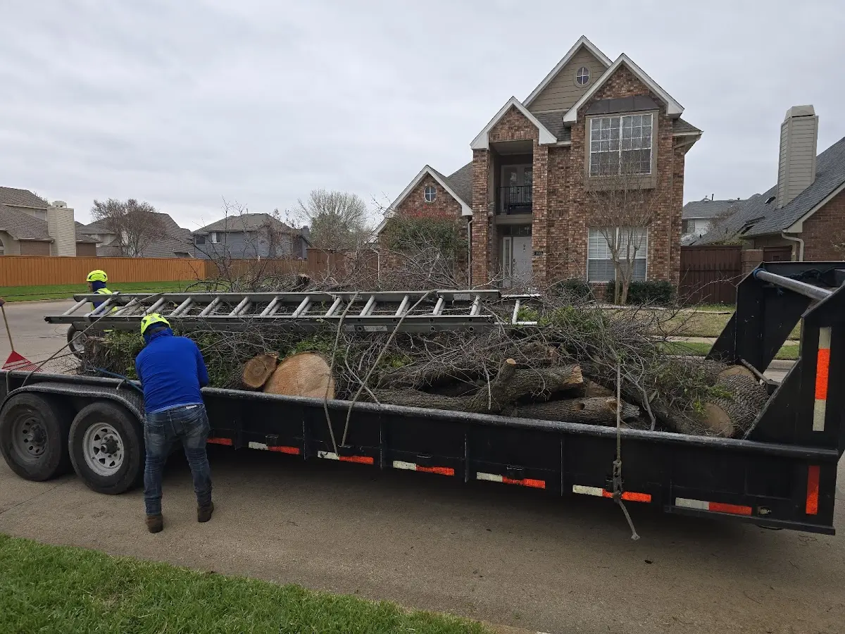 Expert Tree Removal with proper safety equipment in Fallon